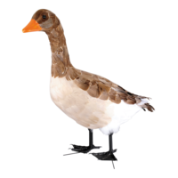 Goose, standing,