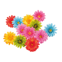Gerbera heads,