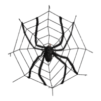 Spiderweb with spider,