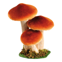Mushroom,