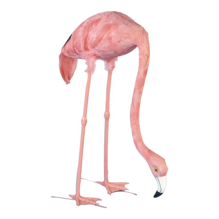 # Flamingo,