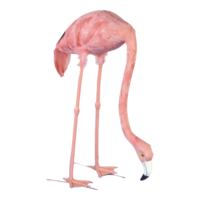 # Flamingo,