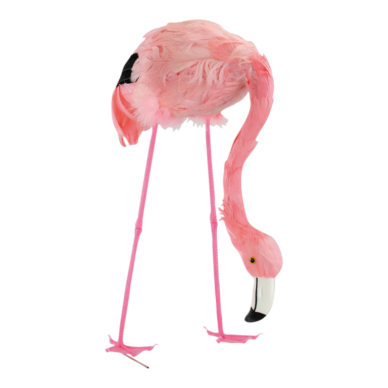 # Flamingo,