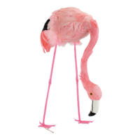 # Flamingo,
