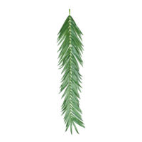 Palm branch,