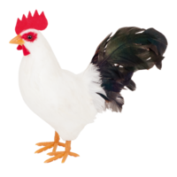 Rooster, standing,