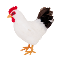 Hen, standing,