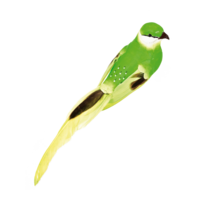 Bird with clip,