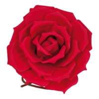 Rose head,