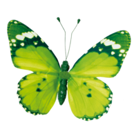 Butterfly with clip,