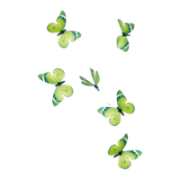Butterfly with clip,