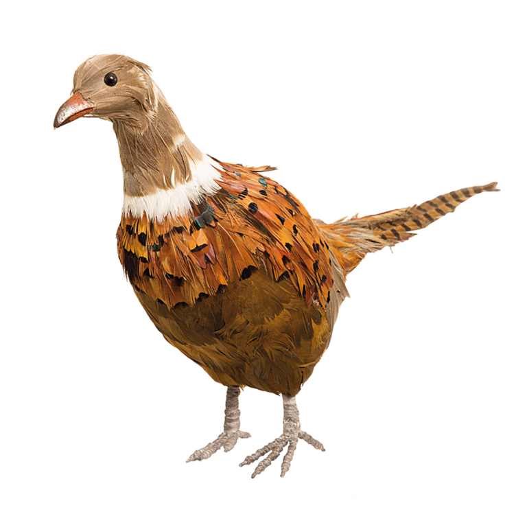 Pheasant,