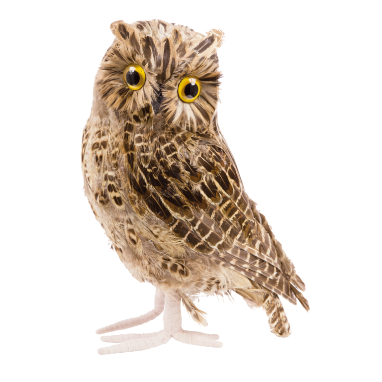 Owl,