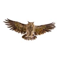 Owl,