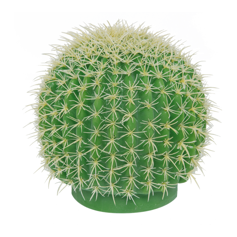 Barrel cactus,