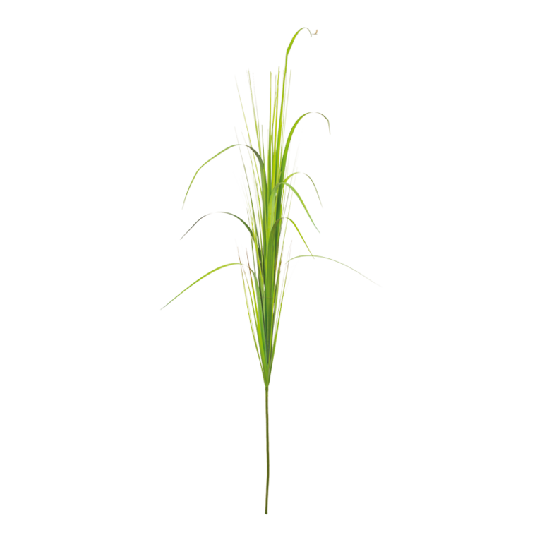 Reed,