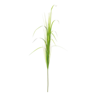 Reed,