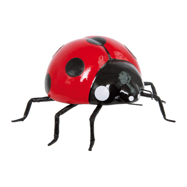 Ladybird,