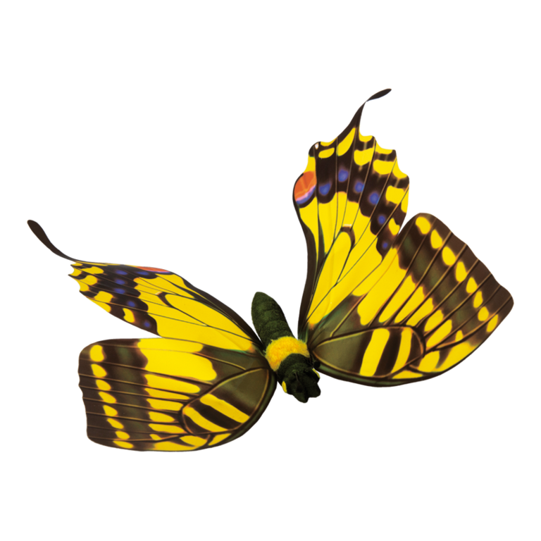 Butterfly,