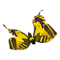 Butterfly,