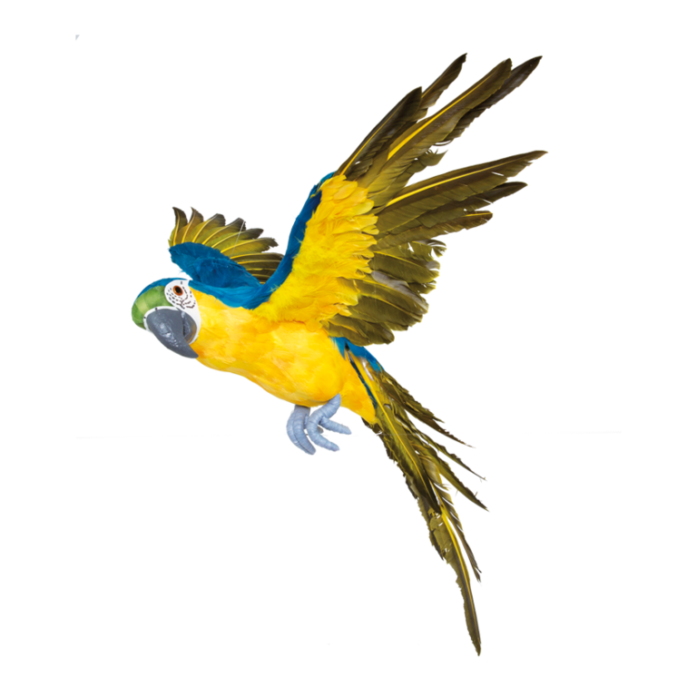 Parrot, flying,