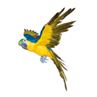 Parrot, flying,