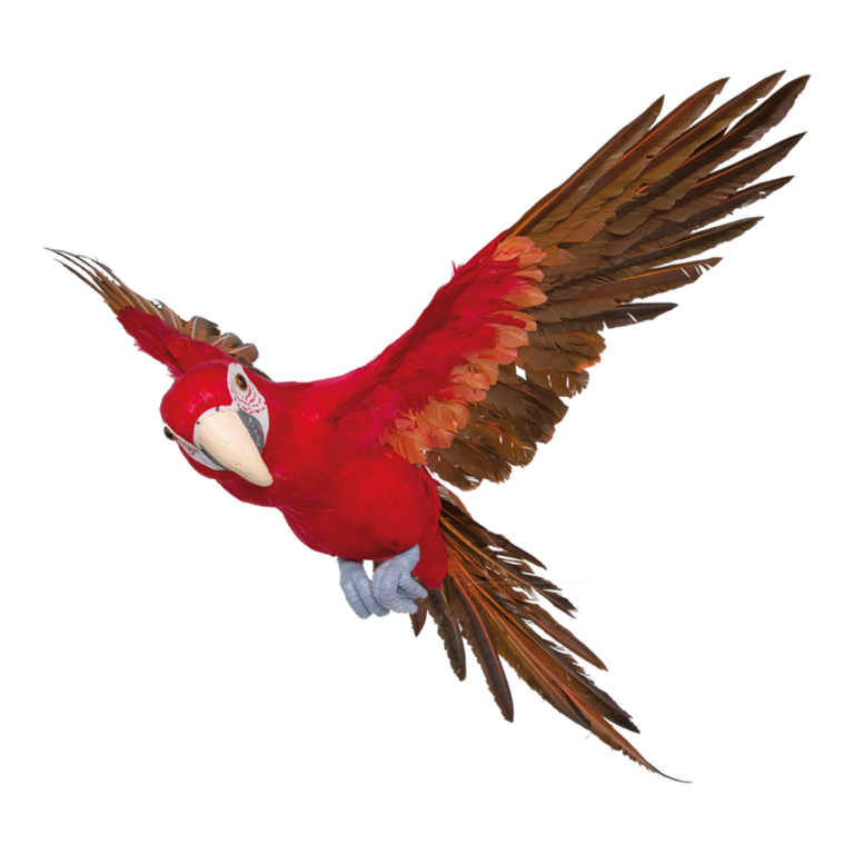 Parrot, flying,