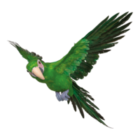 Parrot, flying,