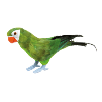Parrot, standing,