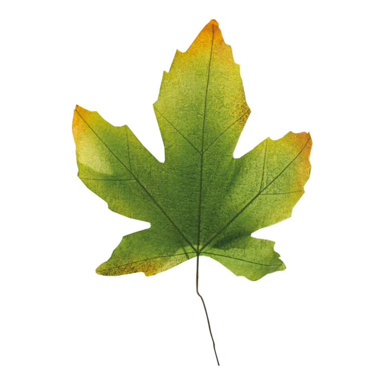 Maple leaves, 2 stuks 
