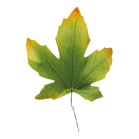 Maple leaves, 2 stuks 