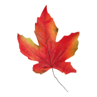 Maple leaves, 2 stuks