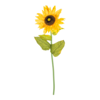 Sunflower on stem,