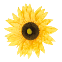 Sunflower head,