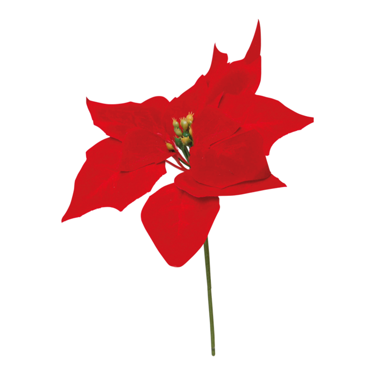 Poinsettia pick,
