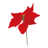 Poinsettia pick,