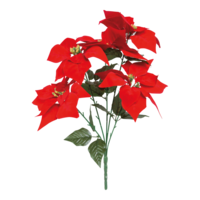 Poinsettia bunch,