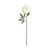 Peony,