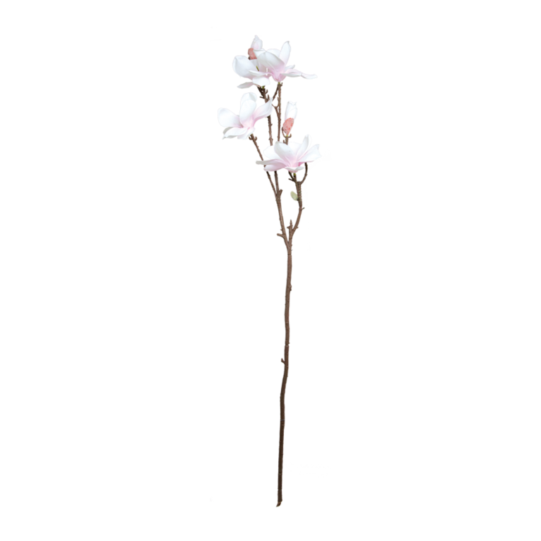 Magnolia twig,