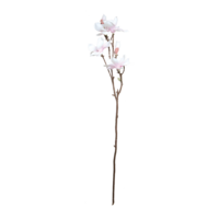 Magnolia twig,
