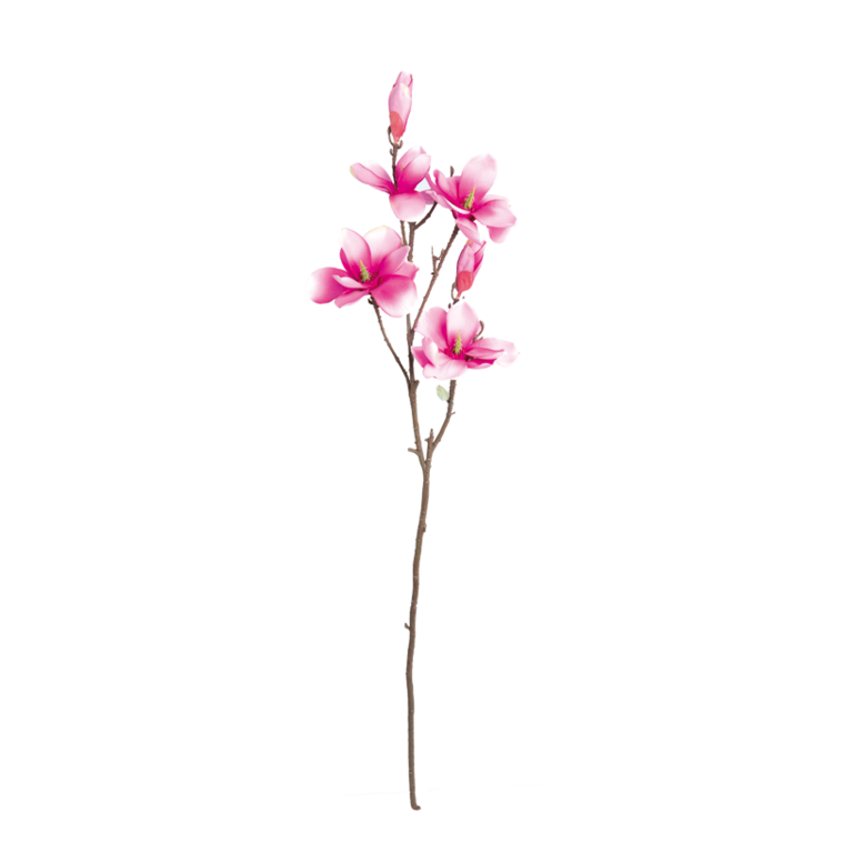 Magnolia twig,
