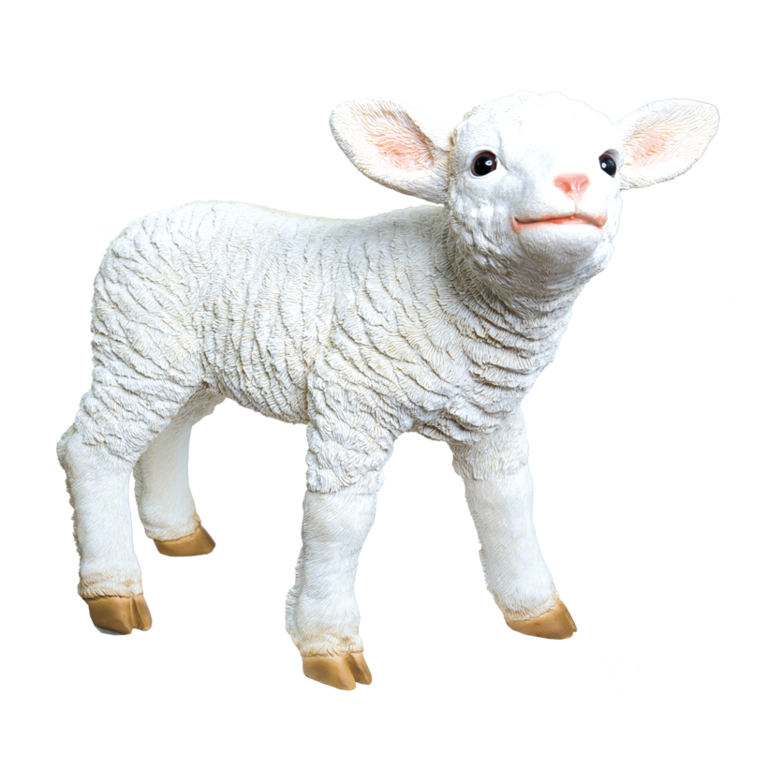 # Lamb, standing,