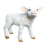 # Lamb, standing,