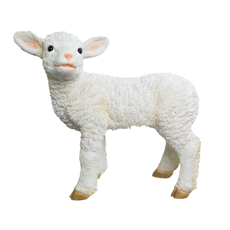 # Lamb, standing,