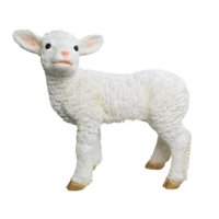# Lamb, standing,