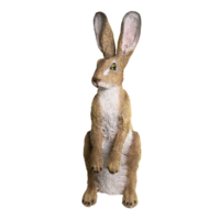 # Rabbit, standing,