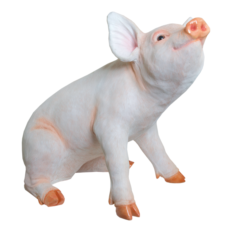 # Pig, sitting,