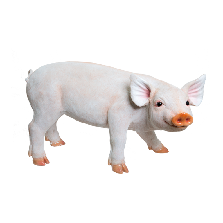 # Pig, standing,