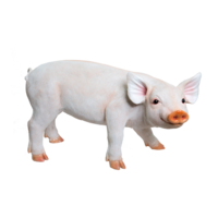 # Pig, standing,