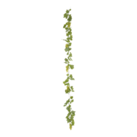 Garland with grapes,